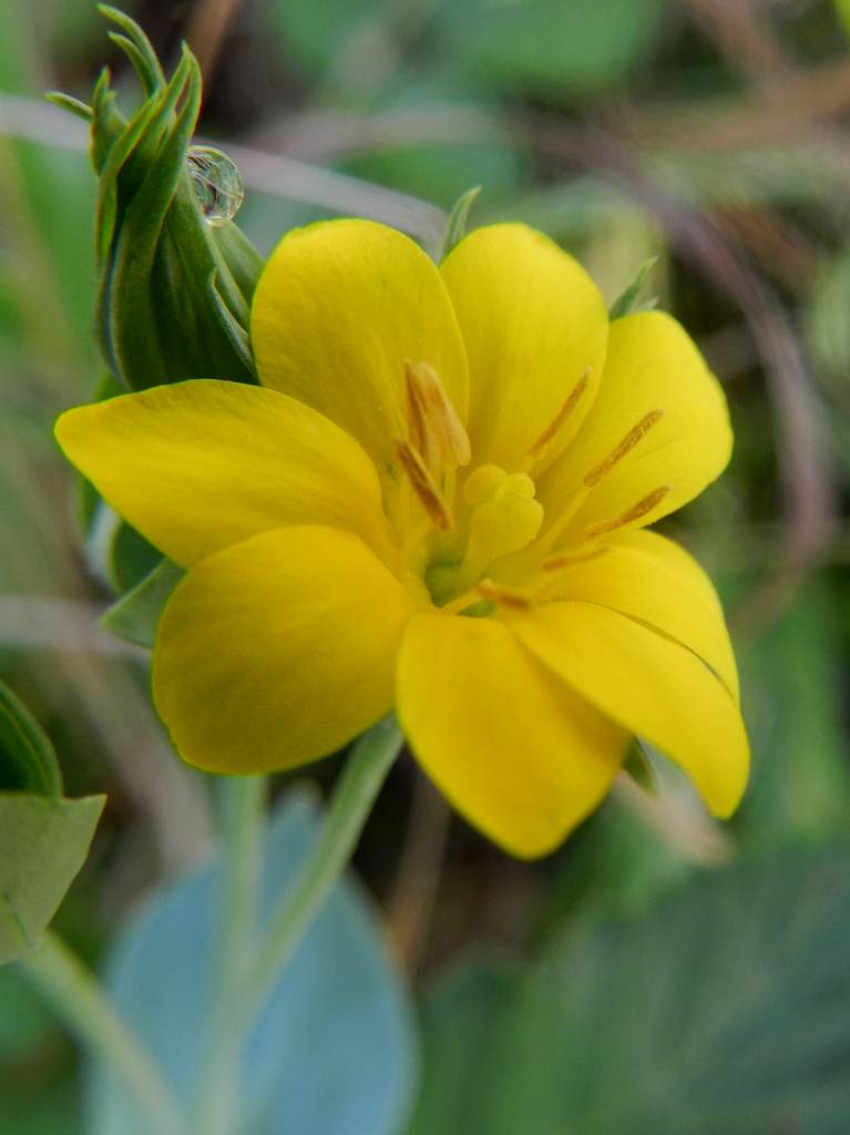 Blackstonia perfoliata.